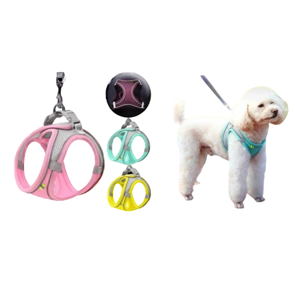 ARNES MASCOTA(3)
